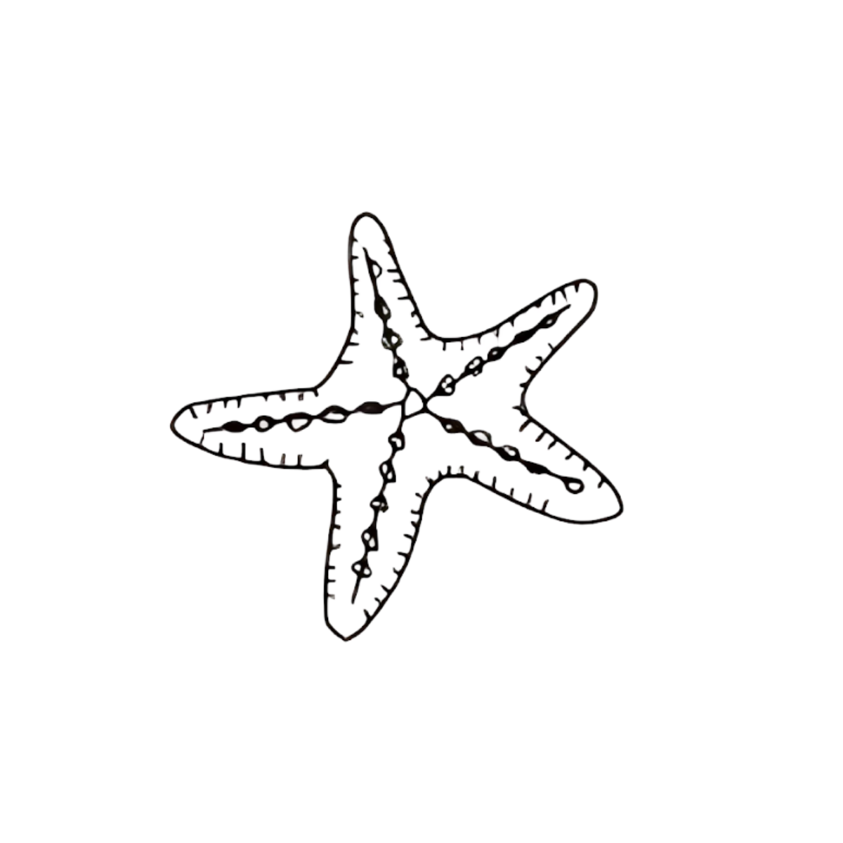 Etoile de mer